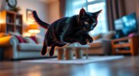 cats vanish and reappear