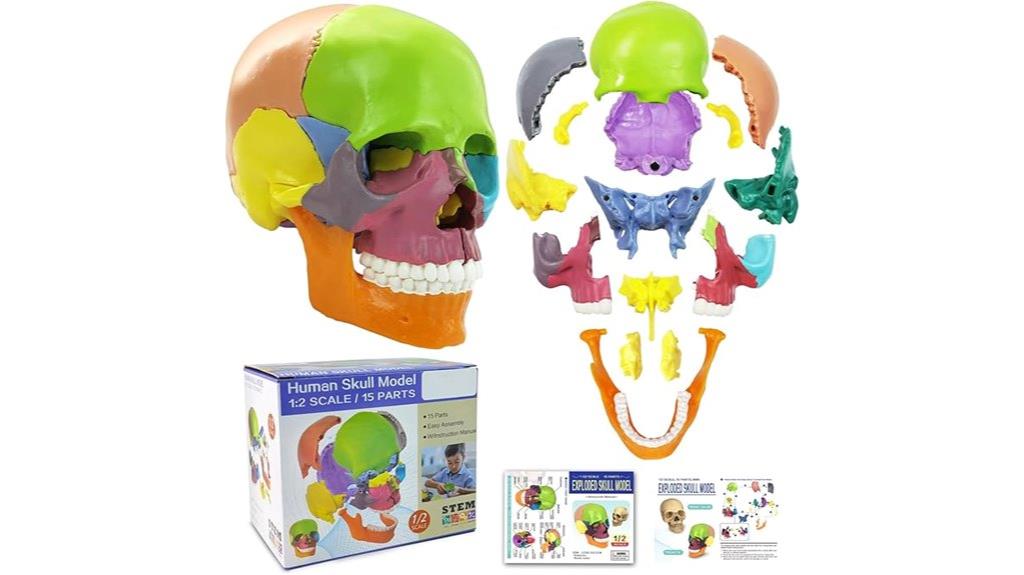 15 part human skull model