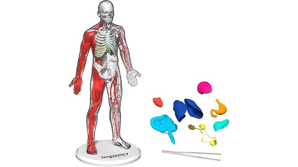 3d human anatomy kit