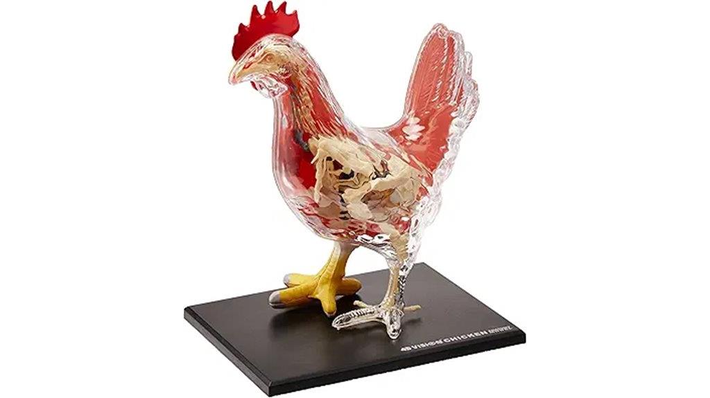chicken skeleton anatomy model