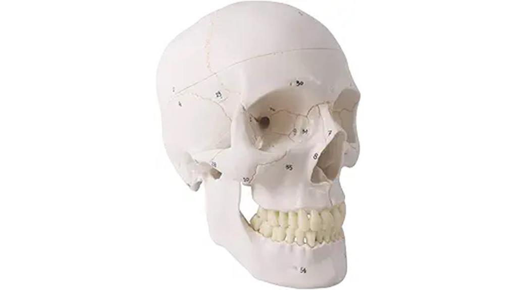 detailed human skull model