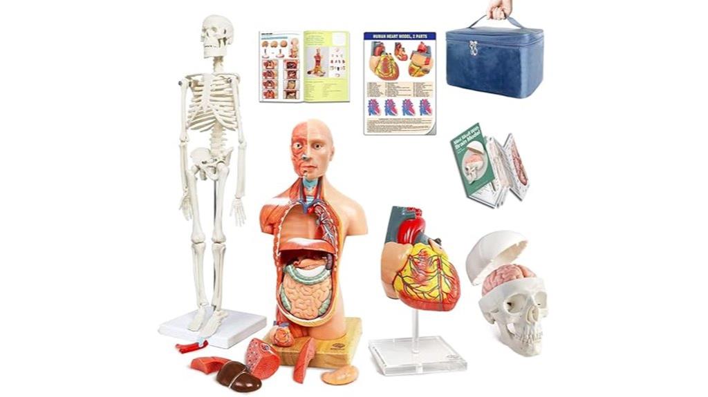 educational human anatomy models