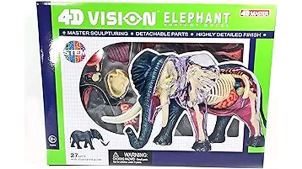 elephant anatomy model display