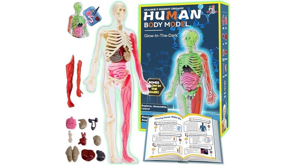 kids skeleton model kit