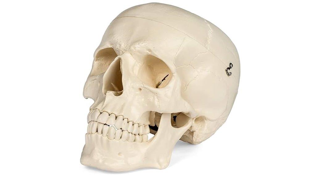 life size human skull replica