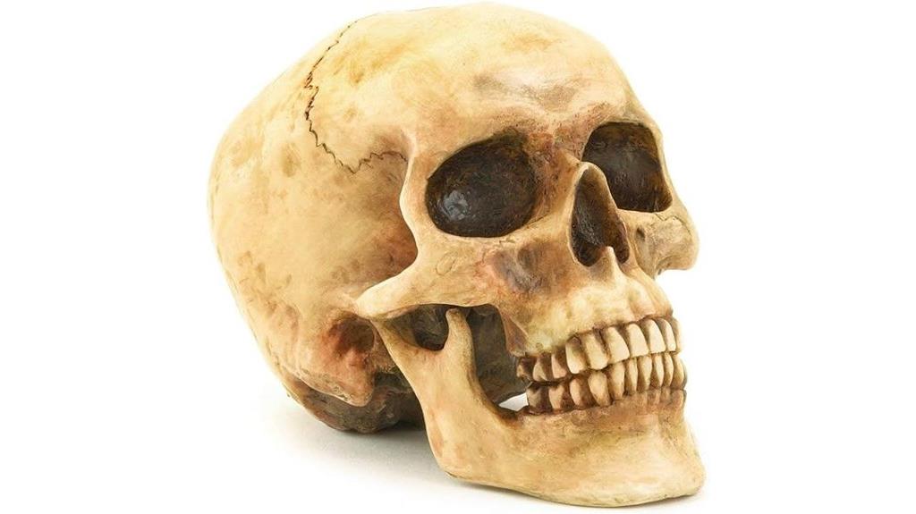 lifelike skull home decor