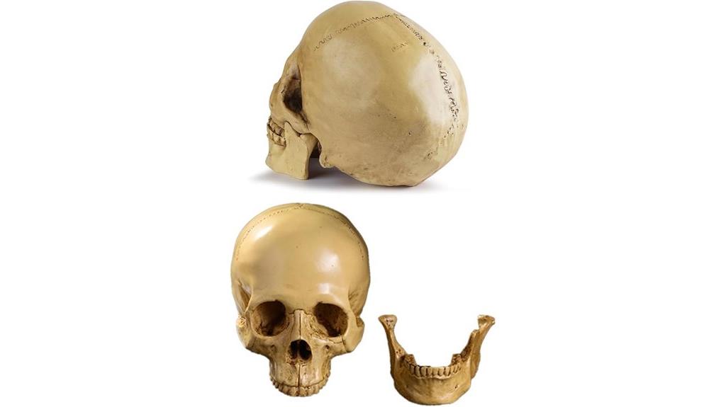 realistic resin skull model