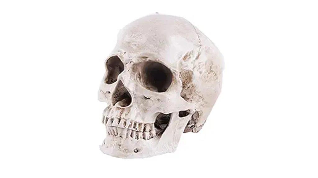 resin human skull model