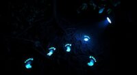 top uv flashlights for footprints