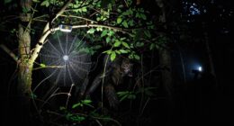 enhanced scouting and tracking