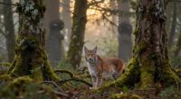 wild animal recovery reduces sightings