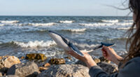 Buckelwal Hartwin Ostsee