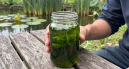 E Pluribus Algae: Why Green Pond Scum Is as American as Red, White and Blue