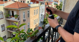 İStanbul'da Dev çEkirge Paniği! Balkonlara Ve Evlere Kadar Geldiler - Milliyet