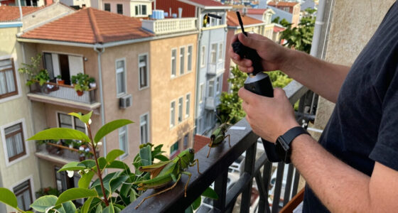 İStanbul'da Dev çEkirge Paniği! Balkonlara Ve Evlere Kadar Geldiler - Milliyet