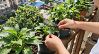 So you want to use plants to reduce CO₂