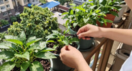 So you want to use plants to reduce CO₂