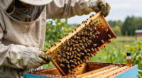 Spider Venom Kills Varroa Mites Without Harming Honeybees