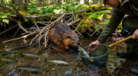 Artificial Beaver Dams Saw Juvenile Coho Salmon Survival Rates Go From 8% To 60%